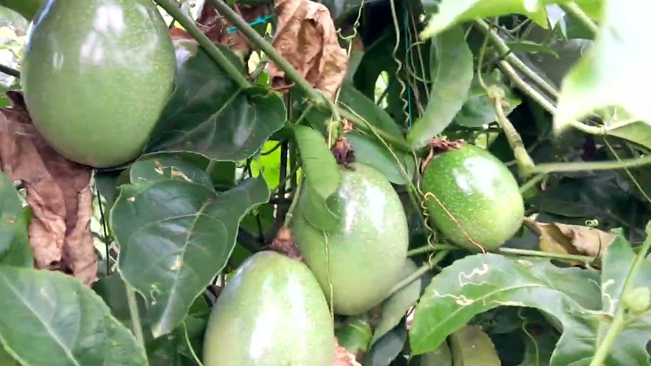 ¿Es recomendable podar las plantas de maracuya adultas?