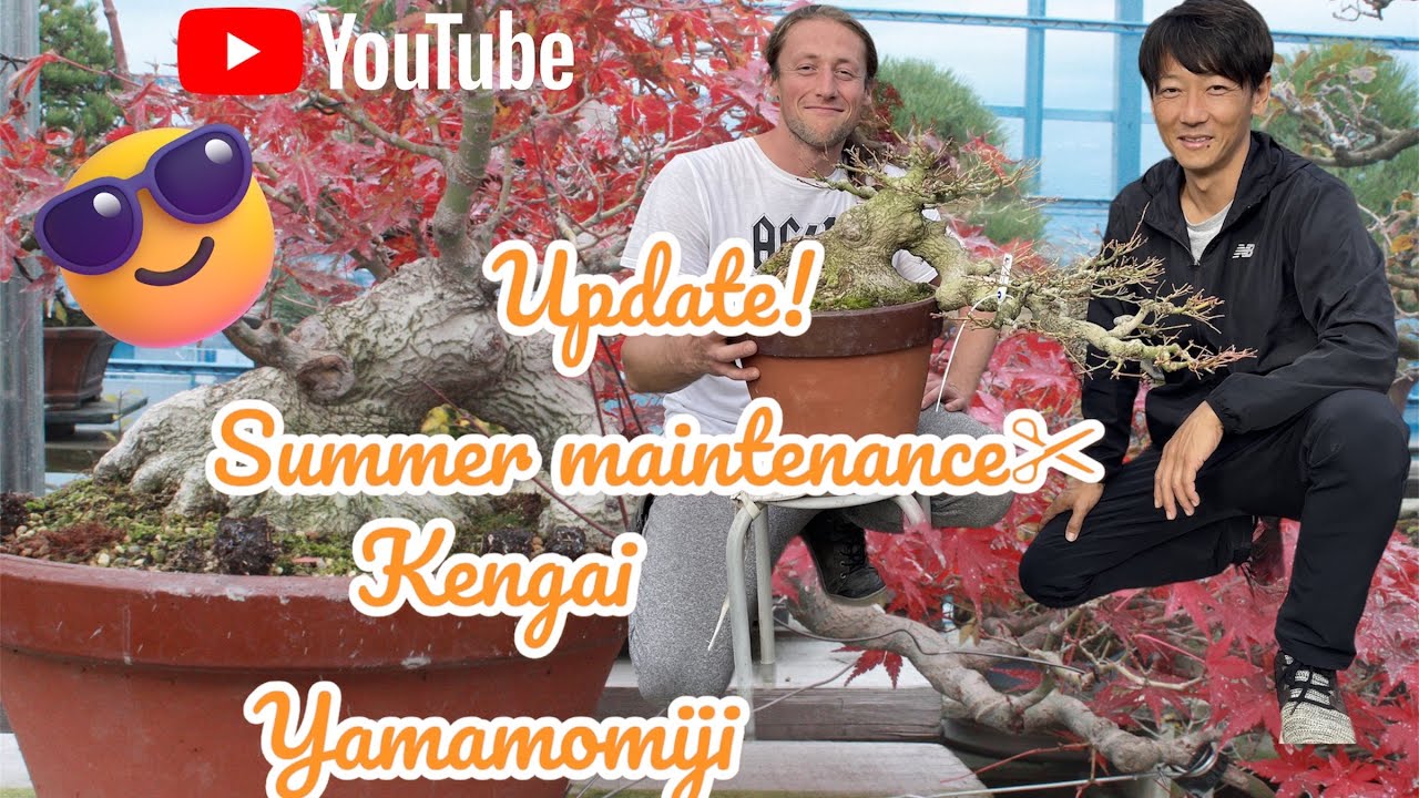 Update and summer maintenance of Yamamomiji han kengai maple🍁