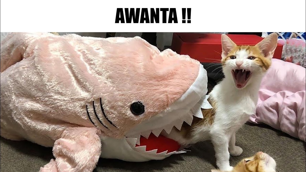 MEMES RANDOM #124