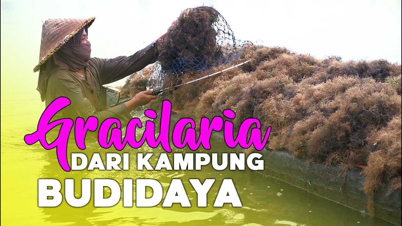 #Gracilaria dari Kampung #Budidaya, #Rumput Laut Sekali Tanam Panen Terus
