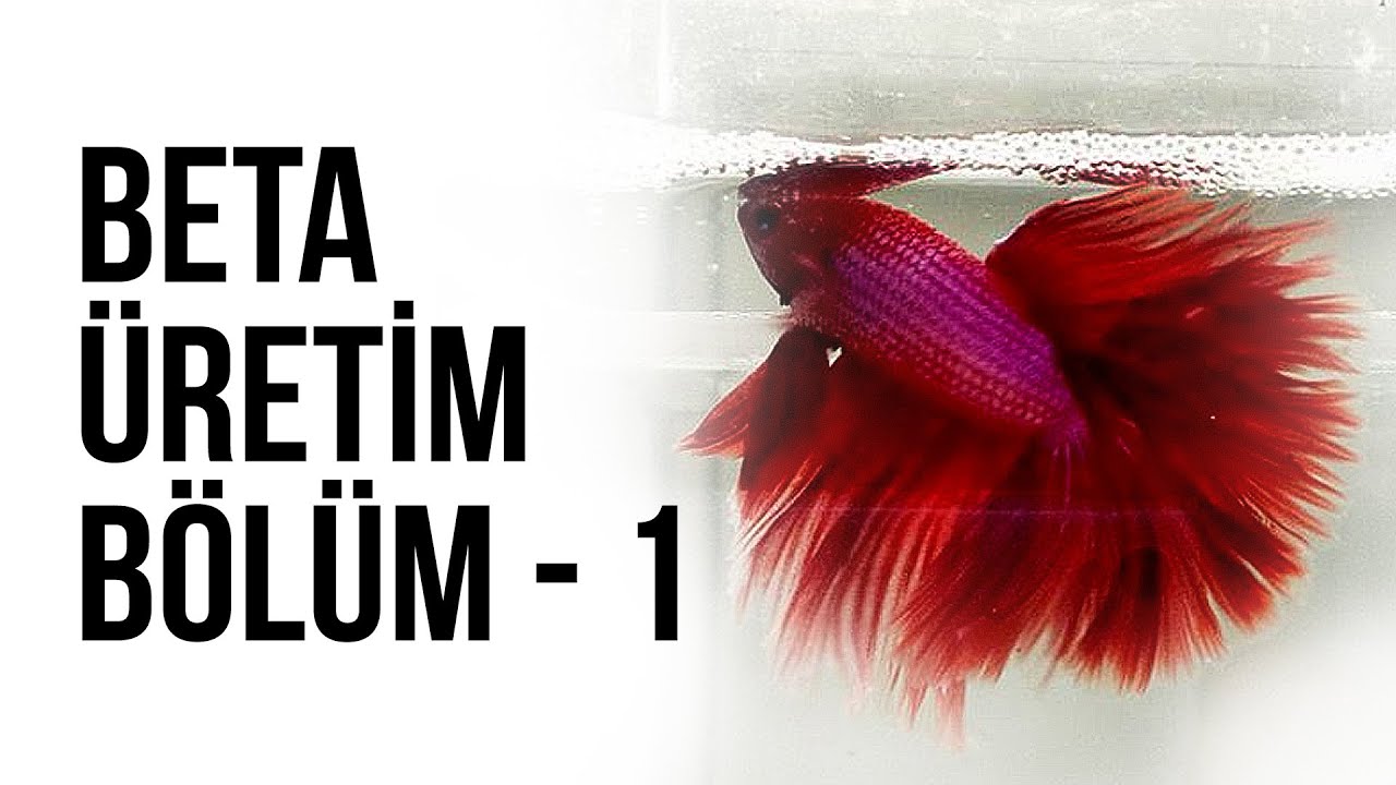 Beta Üretim Serisi - Bölüm - 1 - Erkek ve Dişi Beta Balığı Seçildi