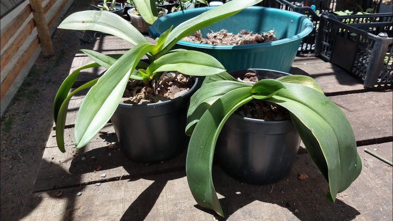 COMO PLANTAR ORQUÍDEAS PHALAENOPSIS EM VASO MAIOR?