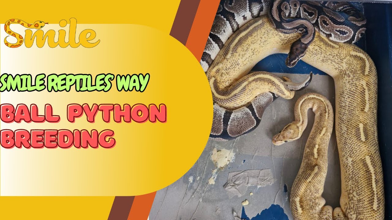 Ball Python Breeding : The Smile Reptiles' Way