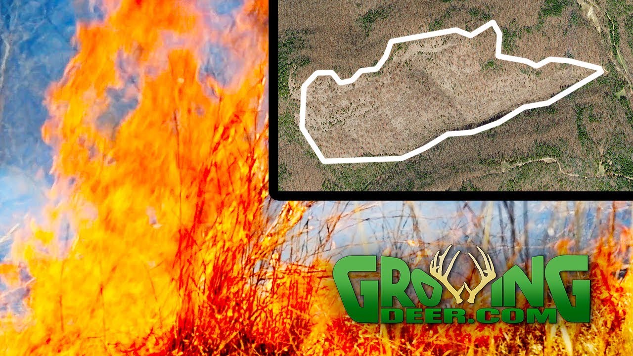 HOW PRESCRIBED FIRE IMPROVES WHITETAIL HABITAT: 10 YEARS OF CHANGE (#488) @GrowingDeer.tv