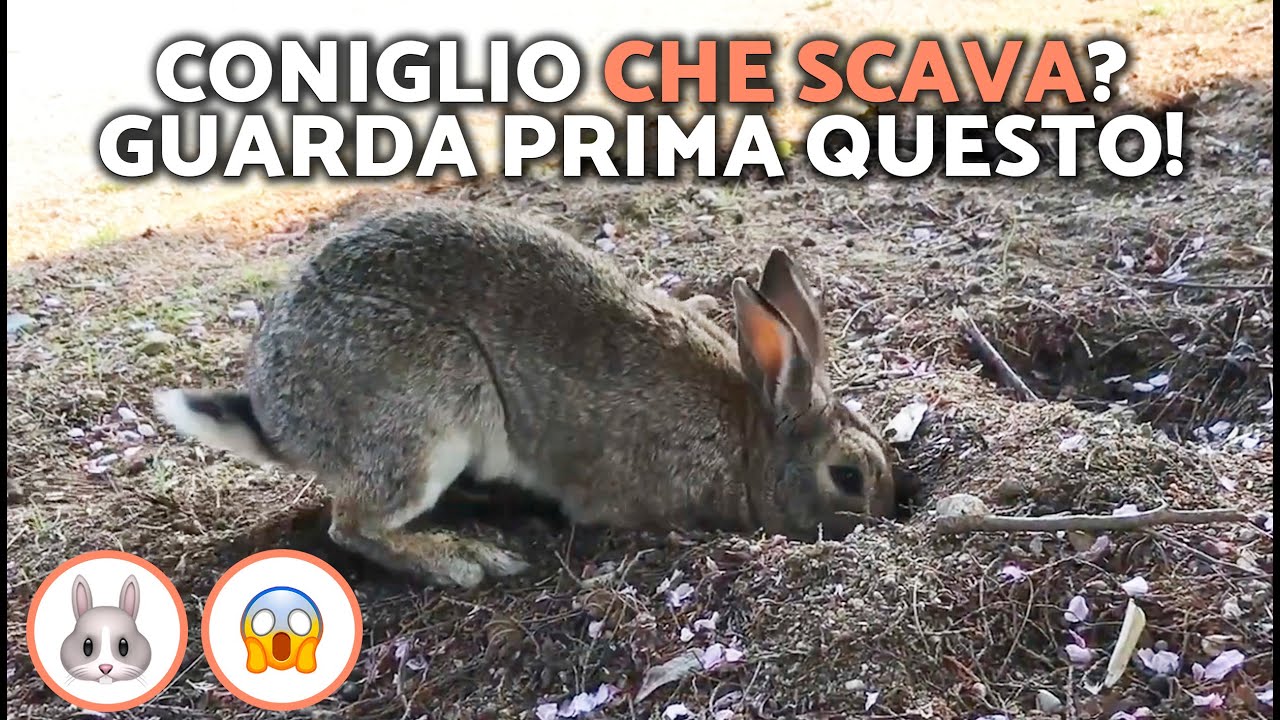 Perché i CONIGLI SCAVANO BUCHE nel TERRENO? 🐰😱 (7 MOTIVI scioccanti che non conoscevi!)