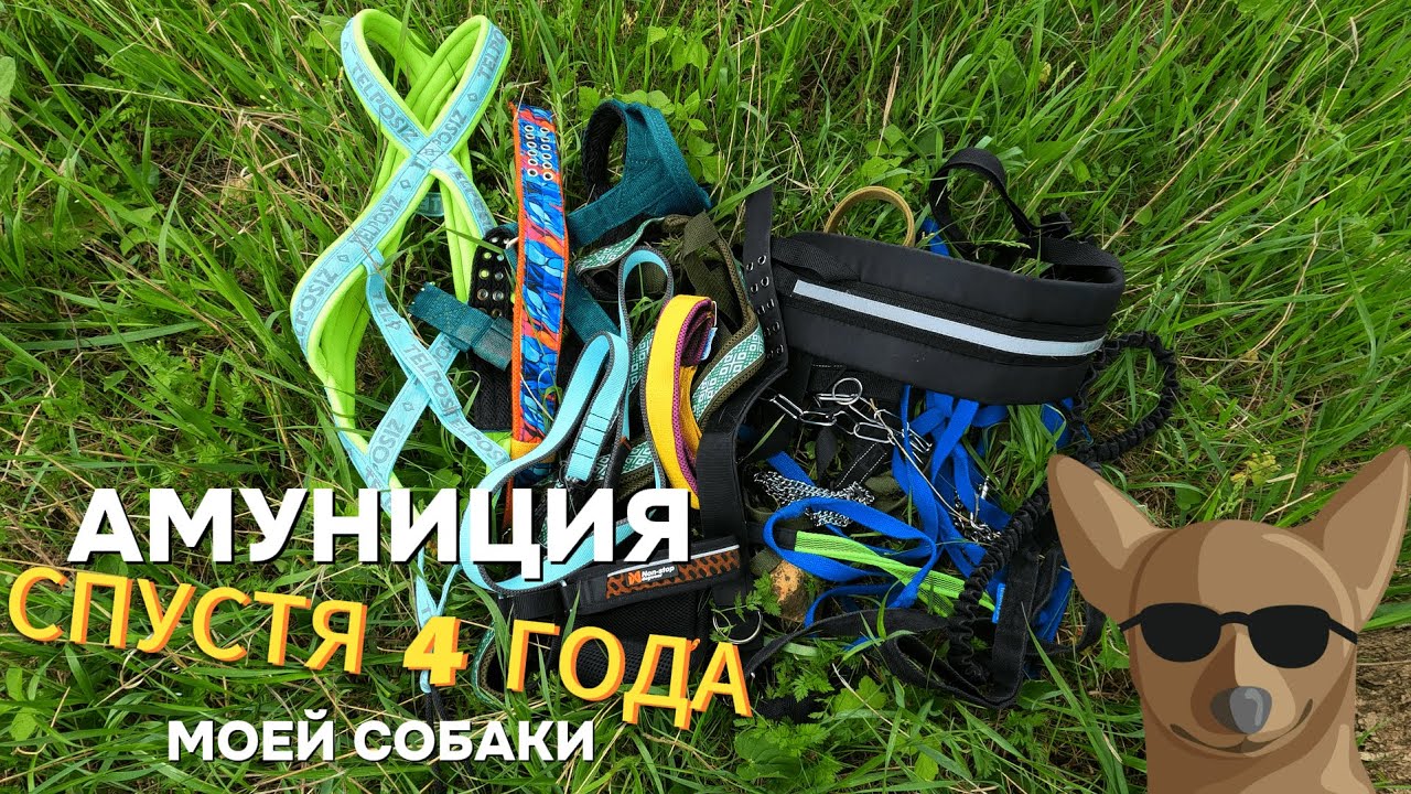 ВСЯ АМУНИЦИЯ МОЕЙ СОБАКИ СПУСТЯ 4 ГОДА