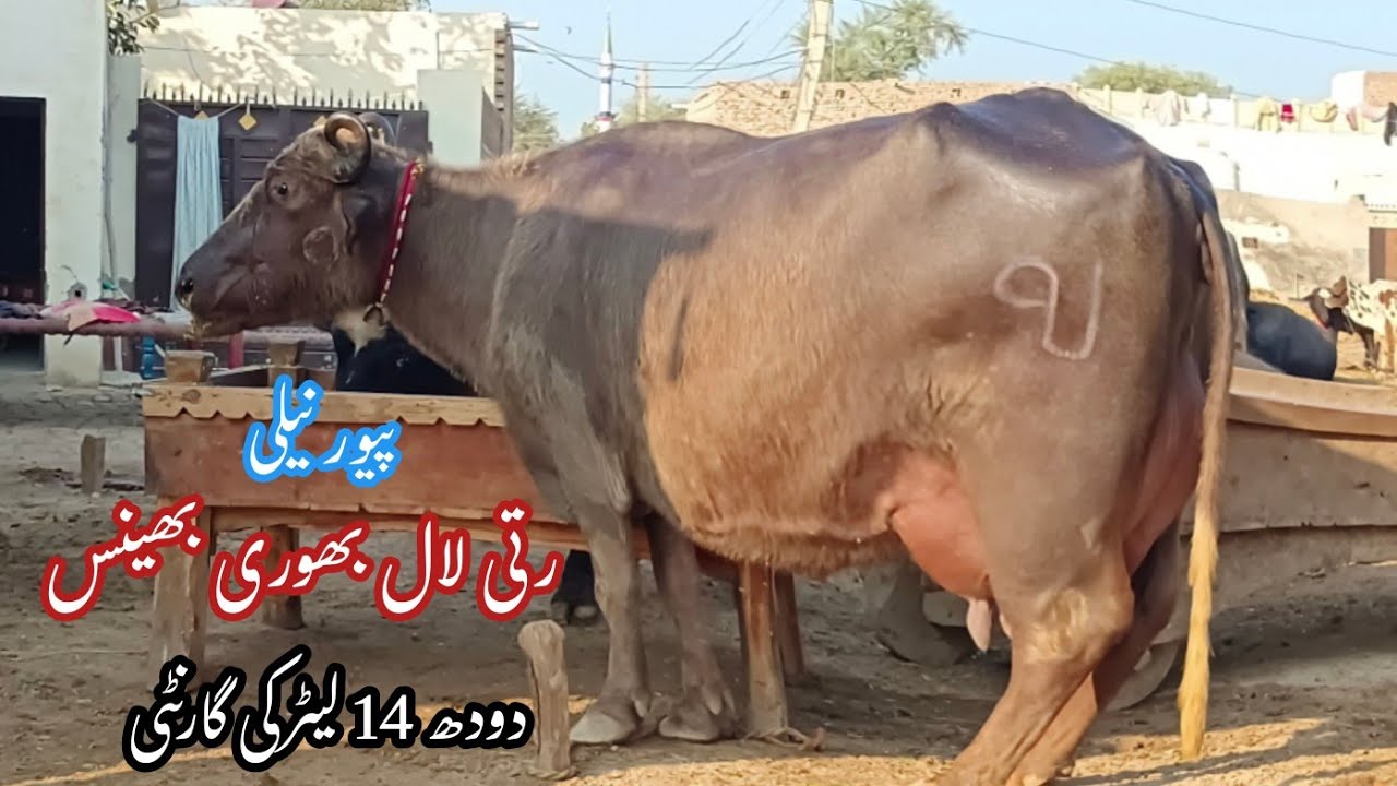 پیور نیلی کی رتی لال بھوری بھینس براے فروخت 23 دسمبر | Pure Nilli High Milking Buffalo for sale 