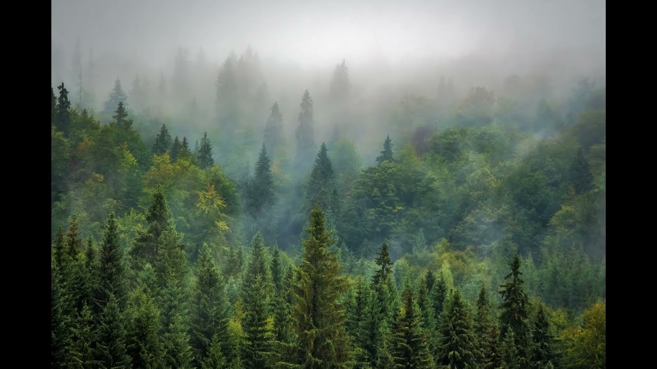 Forest Ambience | Peaceful Nature Sounds for Sleep (3 Hour)