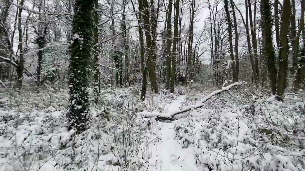 Forêt de Bréviande (77) le 7 janvier 2026
