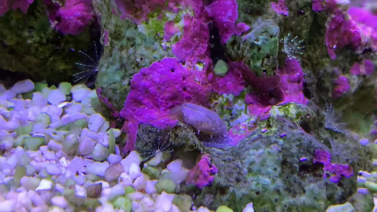 Stomatella snail and view of corals