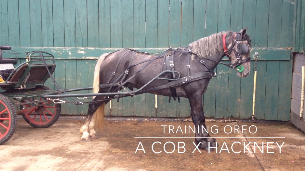 Training Oreo - a High Stepping Cob X Hackney