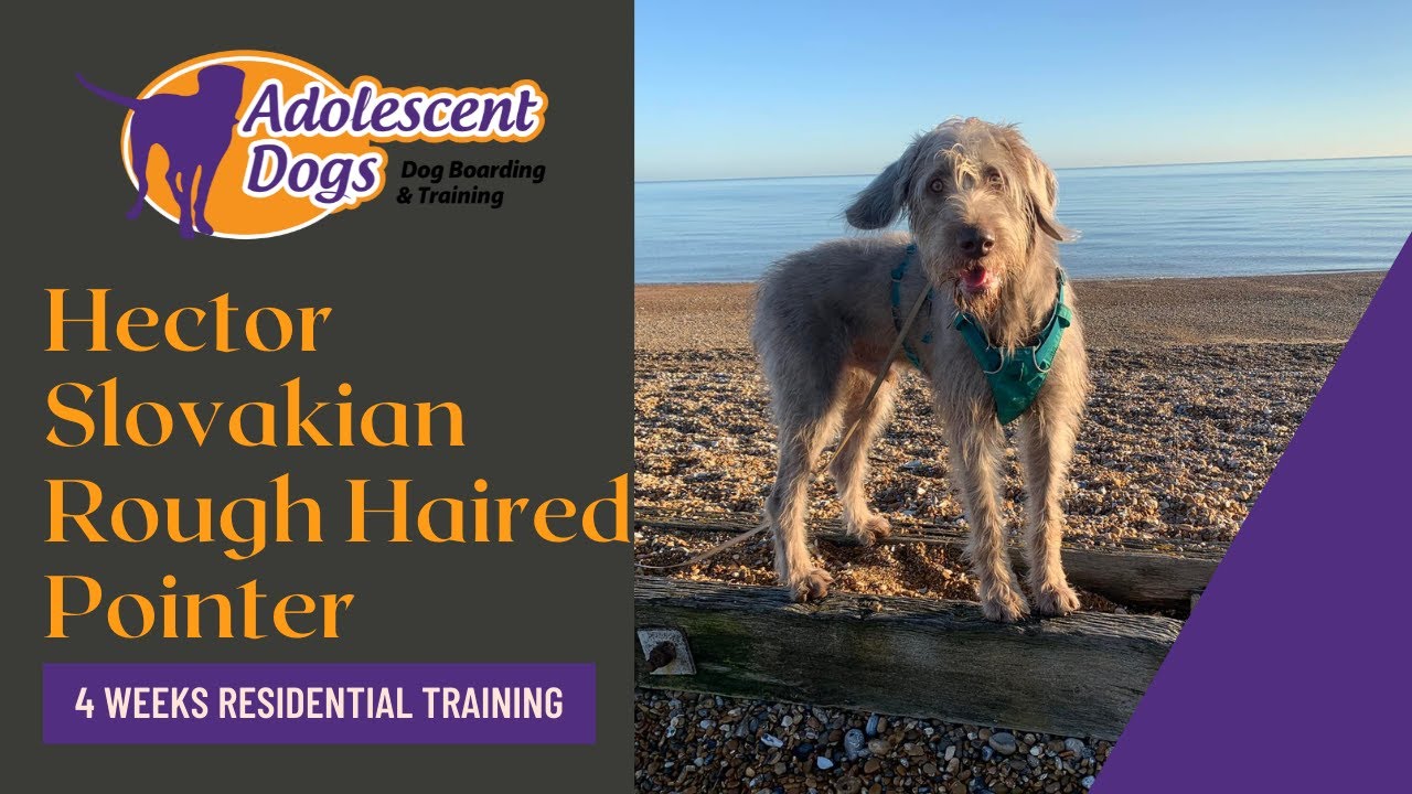 Hector the Slovakian Rough Haired Pointer - 4 Weeks Residential Dog Training