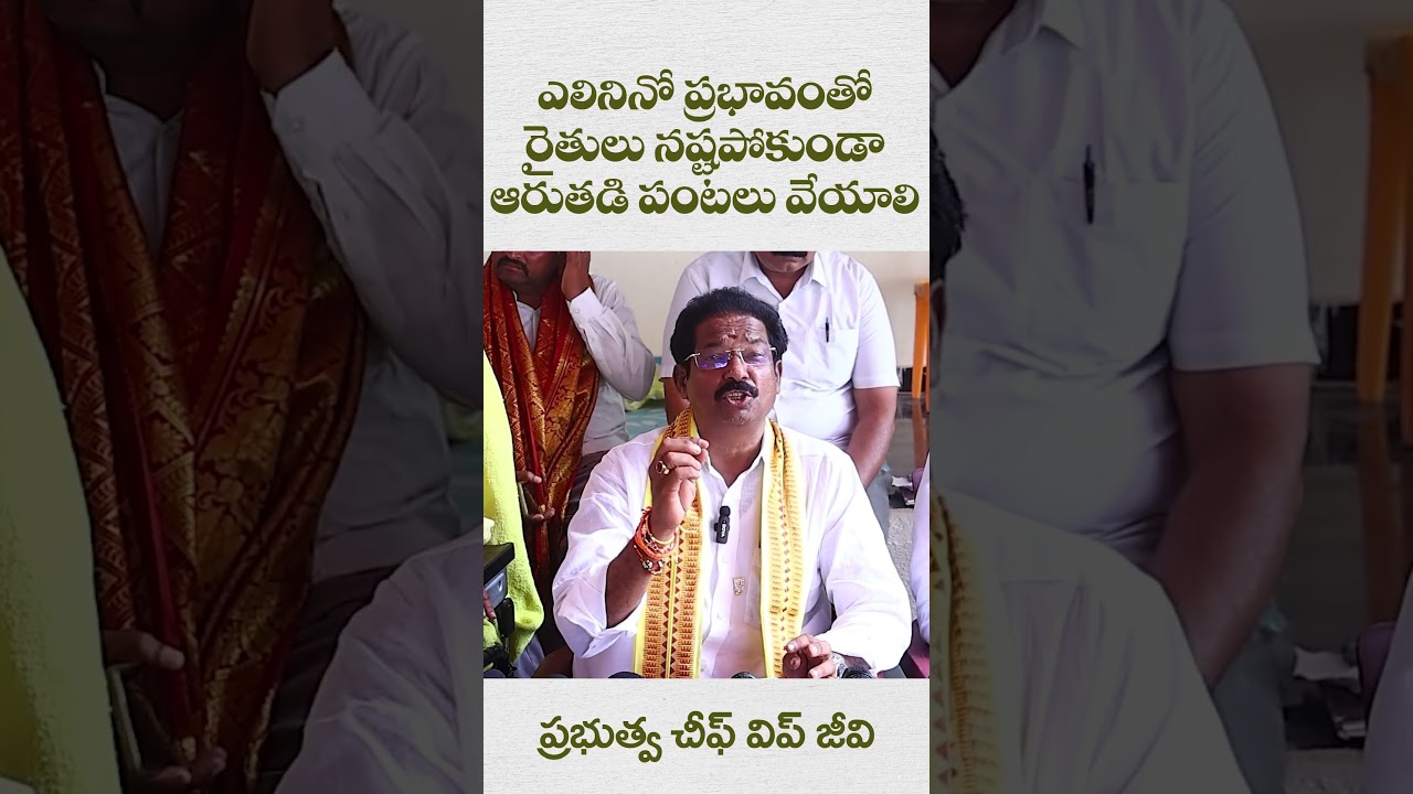 - వర్షాలు తగ్గాయి.. ఆరుతడి పంటలపై రైతులు దృష్టి పెట్టాలి : ప్రభుత్వ చీఫ్ విప్ జీవీ