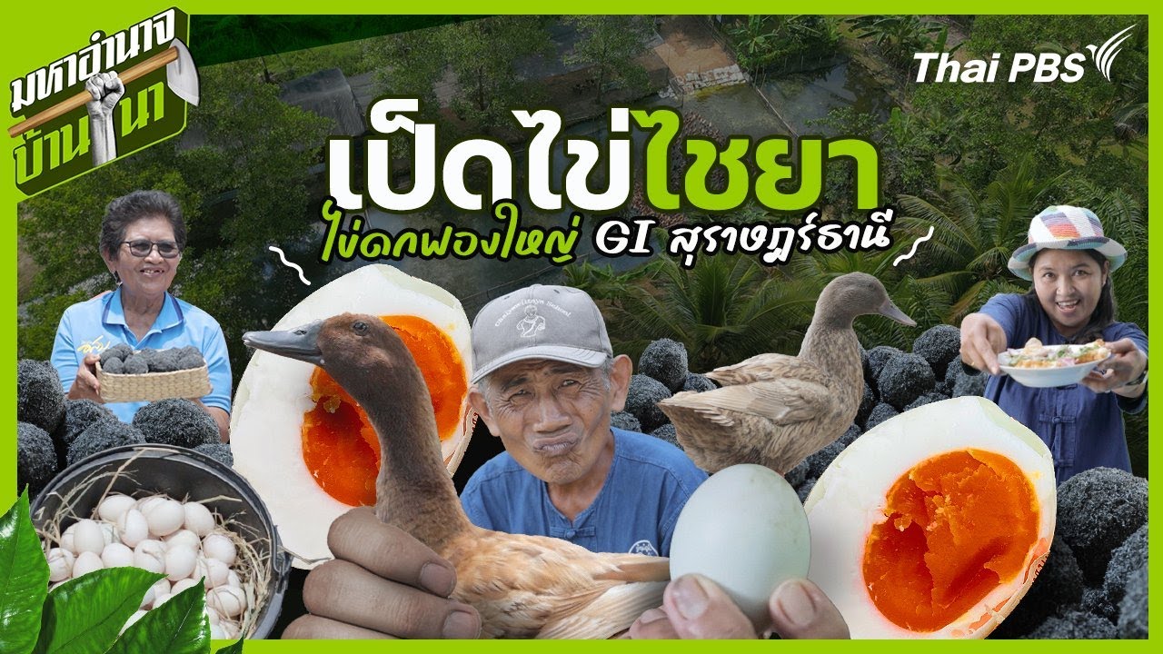 เป็ดไข่ไชยา ไข่ดกฟองใหญ่ GI สุราษฎร์ธานี | มหาอำนาจบ้านนา
