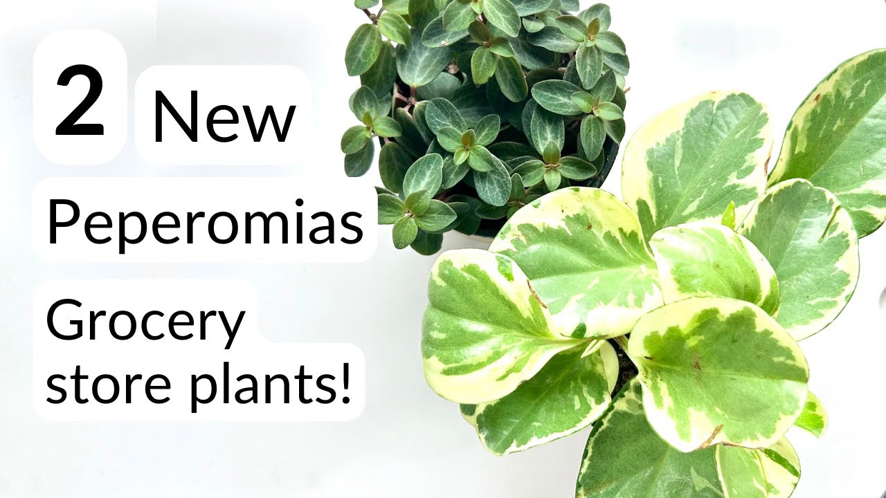 2 New peperomias show and tell! 🪴 (Peperomia obtusifolia variegata & Peperomia verticillata)
