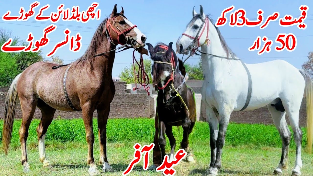 Horse For Sale In Punjab 🐎 2026 | Desi Horse Farm | Horse Market | Horse In Punjab 