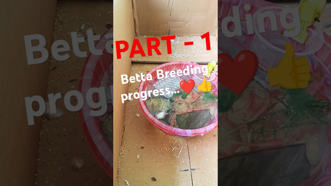 Betta Fish Breeding progress| Bubble nest | Part - 1 #bettabreeder #bettasplendens #bettafishuae