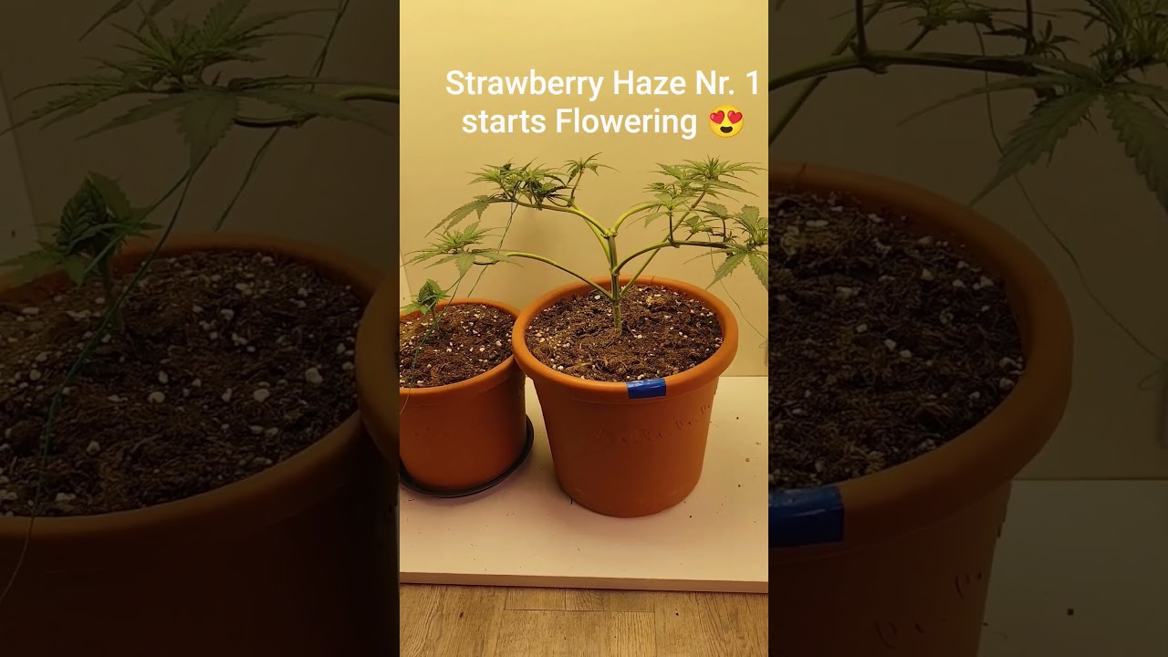 STRAWBERRY Haze Nr. 1. Day 28 starts Flowering #legal #weedboy #cannabisdaily #haze #indoors