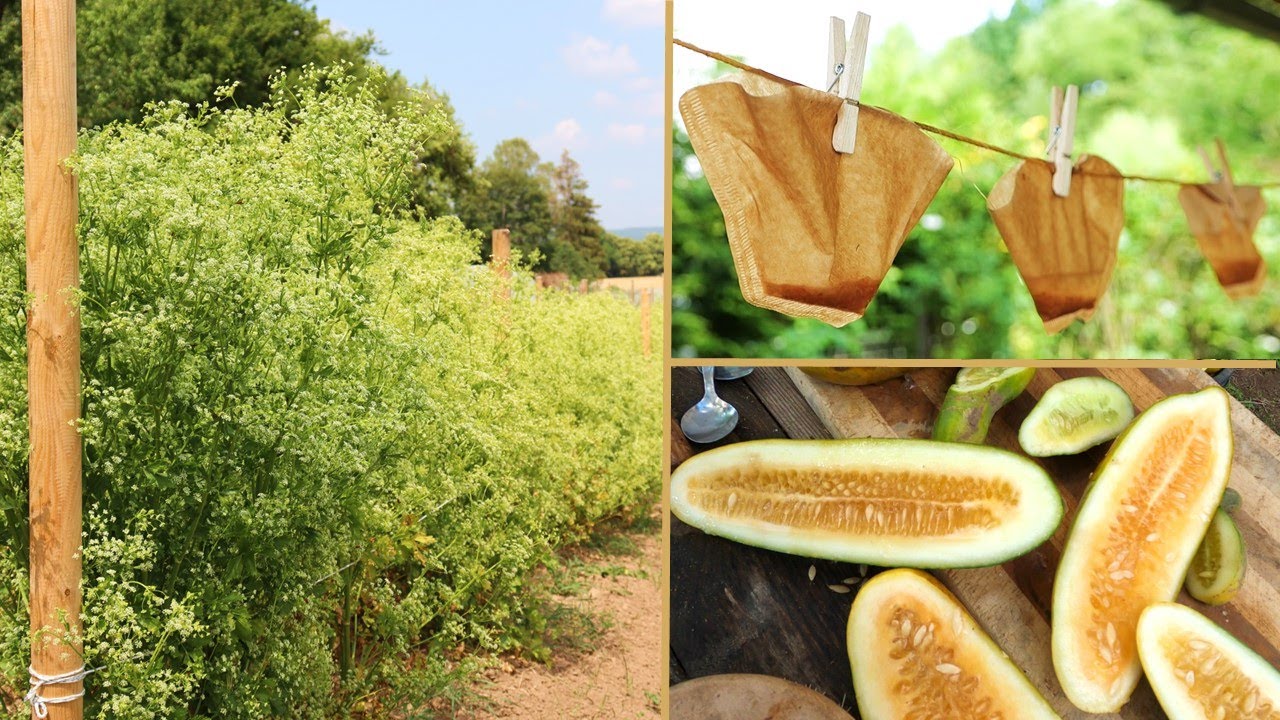 Saatgutvermehrung im Hobbygarten 🌾🌻 Wichtige Grundlagen! Bestäubung, Verkreuzung, Botanik, Isolation