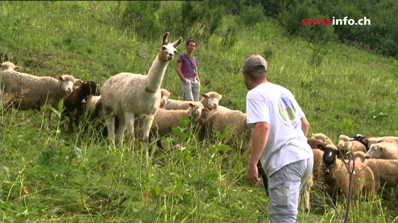A new way to protect sheep from wolves