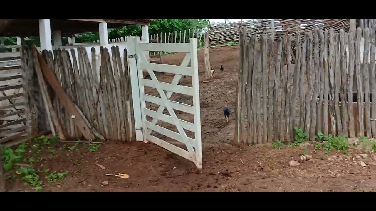 Bom dia, gente mais um vídeo aqui na roça pra você e Deus abençoe a todos.🌵