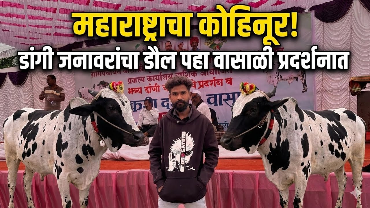 महाराष्ट्राचा कोहिनूर! डांगी जनावरांचा डौल पहा वासाळी प्रदर्शनात 