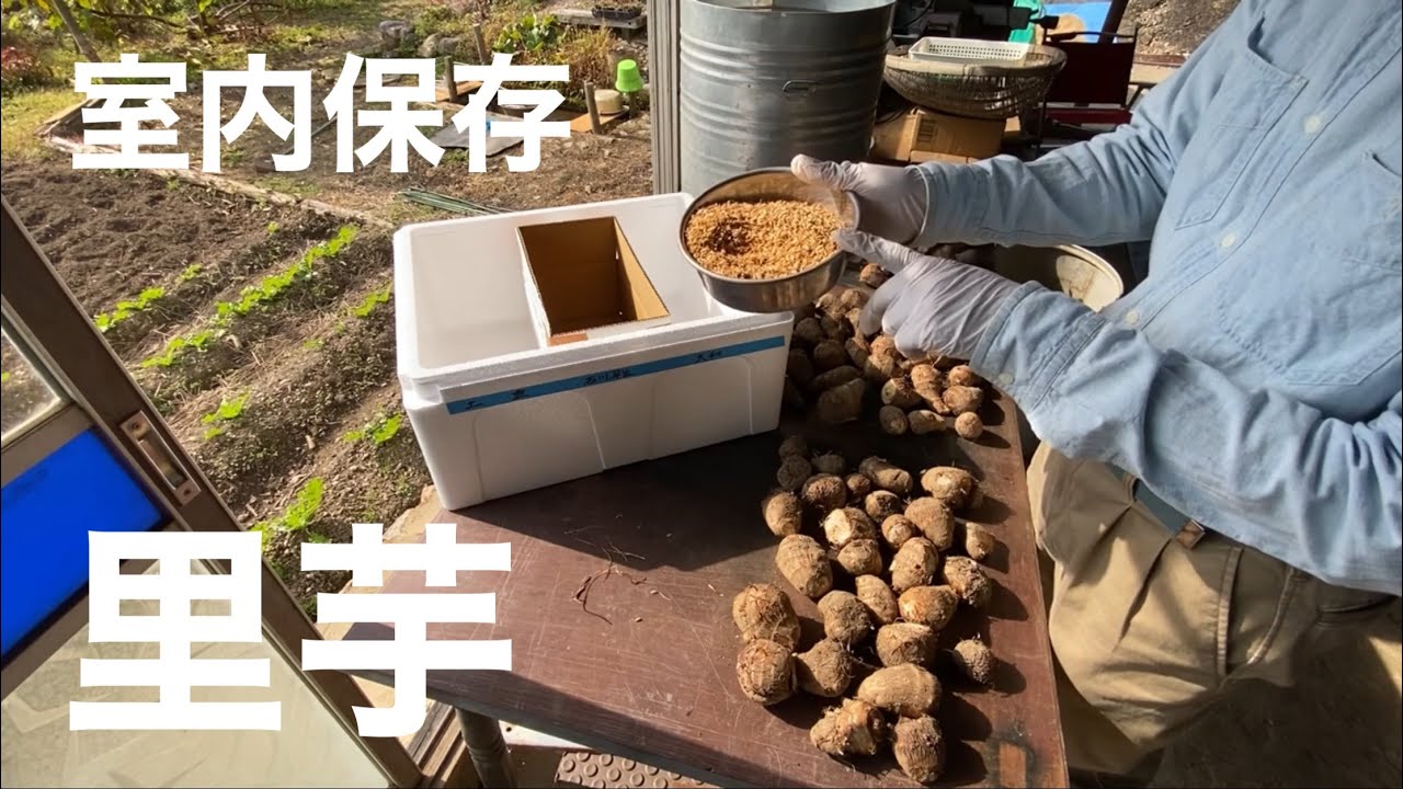 田舎暮らしの日常　里芋の種芋を室内で保存します　飛騨の山奥での生活