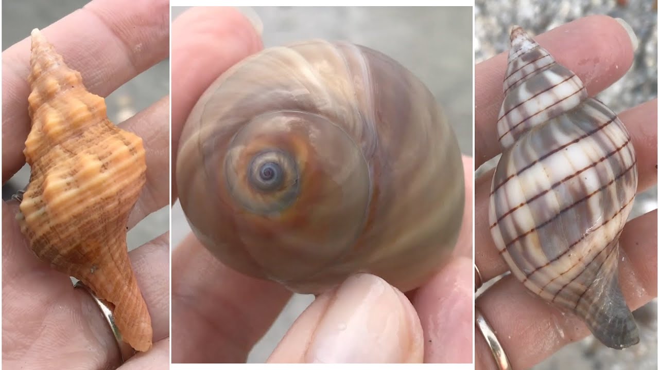 Seashell hunting negative low tide. There's something better than low tide shelling!