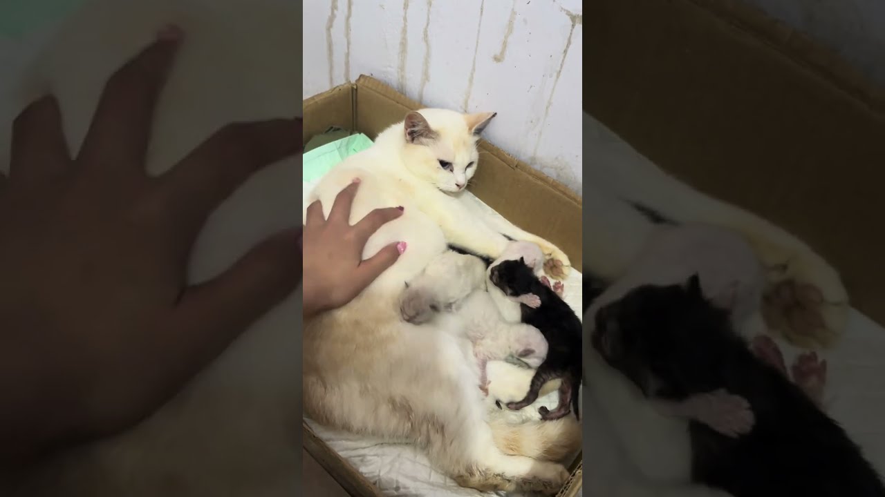 Kenangan manis bersama kucingku yang sudah tiada