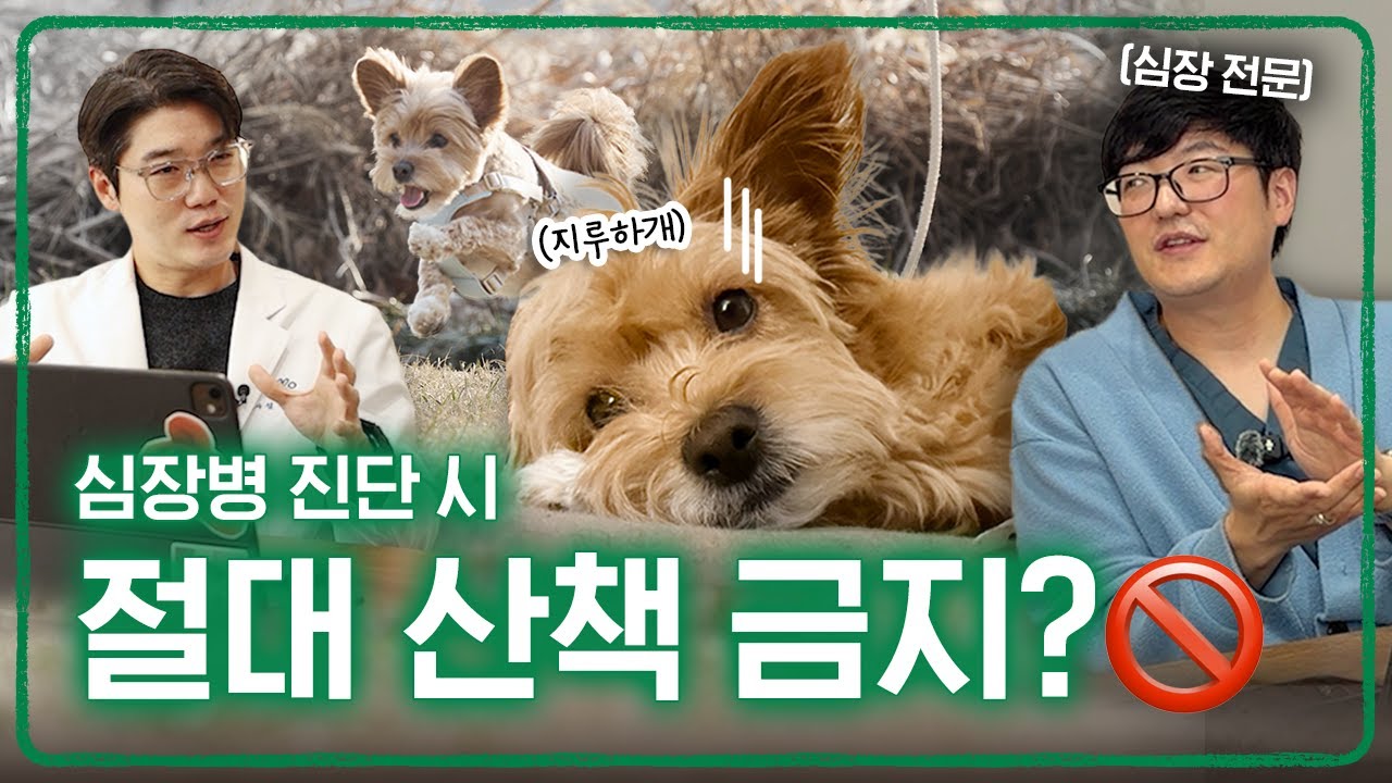 무조건적인 산책 제한 ❌ 심장병 단계별 산책 기준 알려드려요! | 동물병원 파헤치기 심장2편