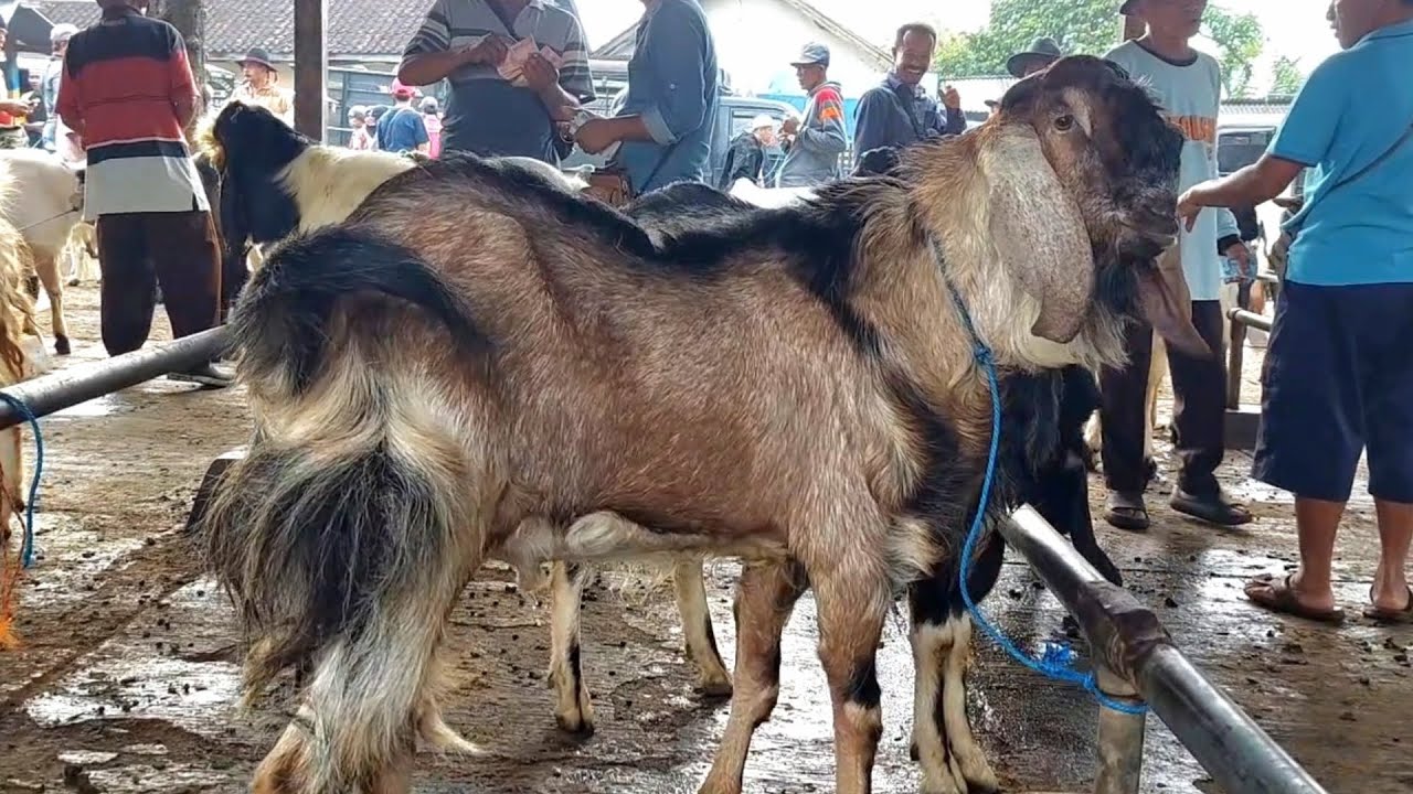 1 JUTA‼️ BAKALAN JANTAN SUPER ISTIMEWA PASAR KAMBING PURWANTORO