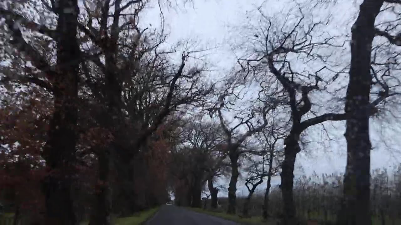Drive a long oak trees in Hastings, New Zealand.