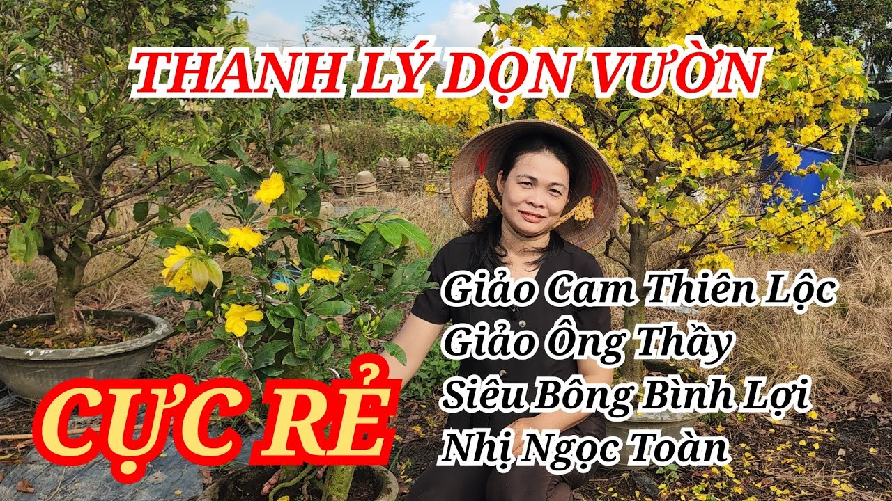 📞THƯ 0777299468 MAI TÀNG MAI GHÉP THANH LÝ CỰC RẺ DỌN VƯỜN BAO SHIP 28/02/2026 | Bến Tre Ơi