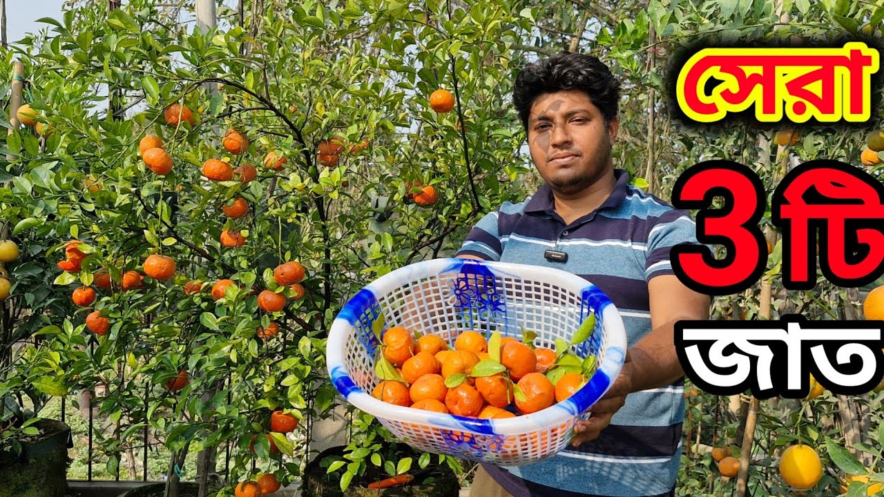 এই তিনটি জাত থাকলে আর কোন জাত এর দরকার নেই। Top 3 citrus vareities for rooftop garden