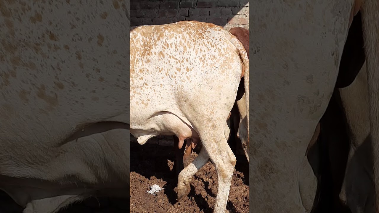 Pure Rathi cow 8930872189
