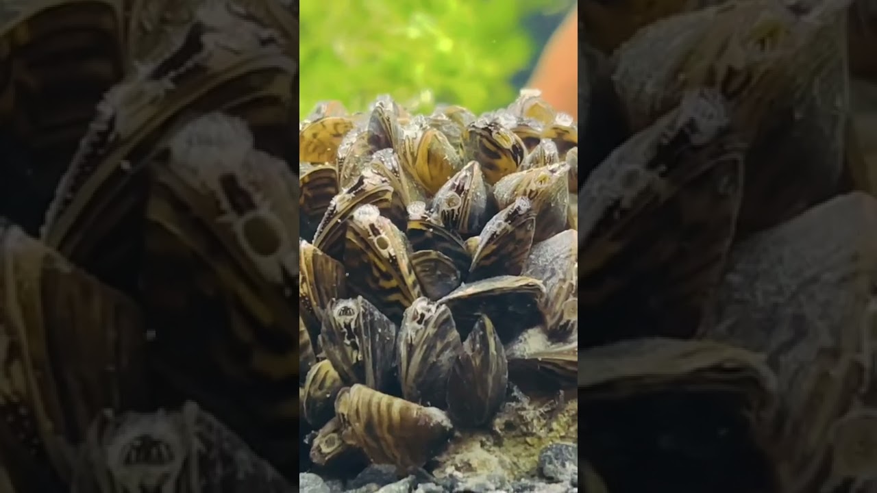 Dreissena polimorpha (zebra)