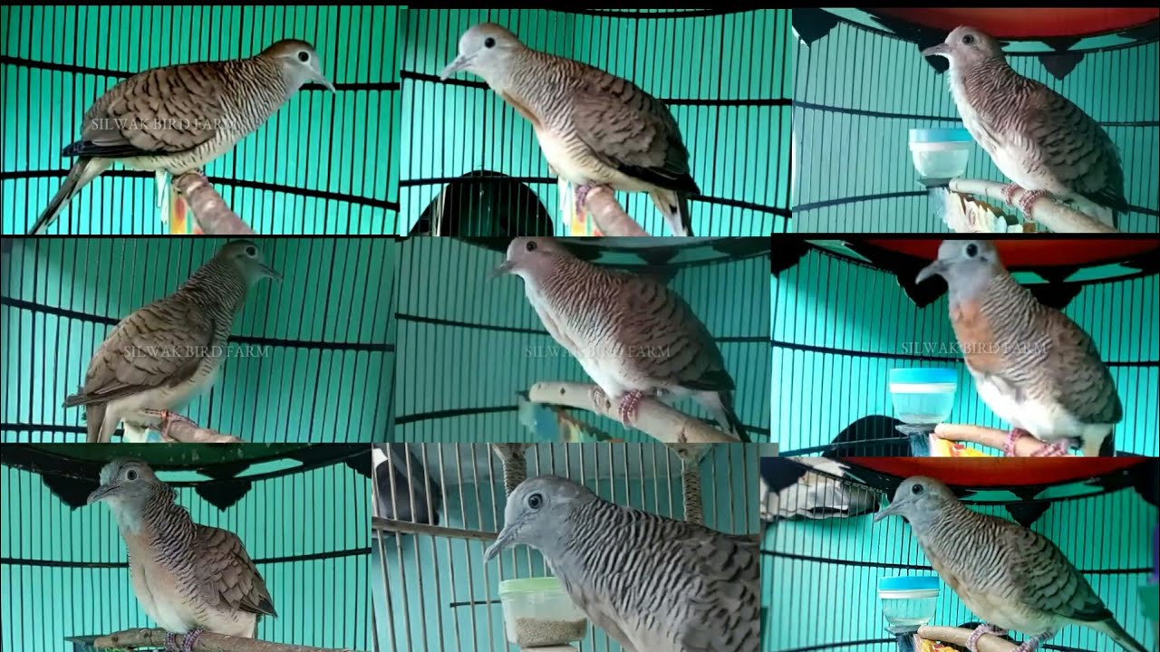 Suara Kombinasi Perkutut Bangkok Untuk Pancingan