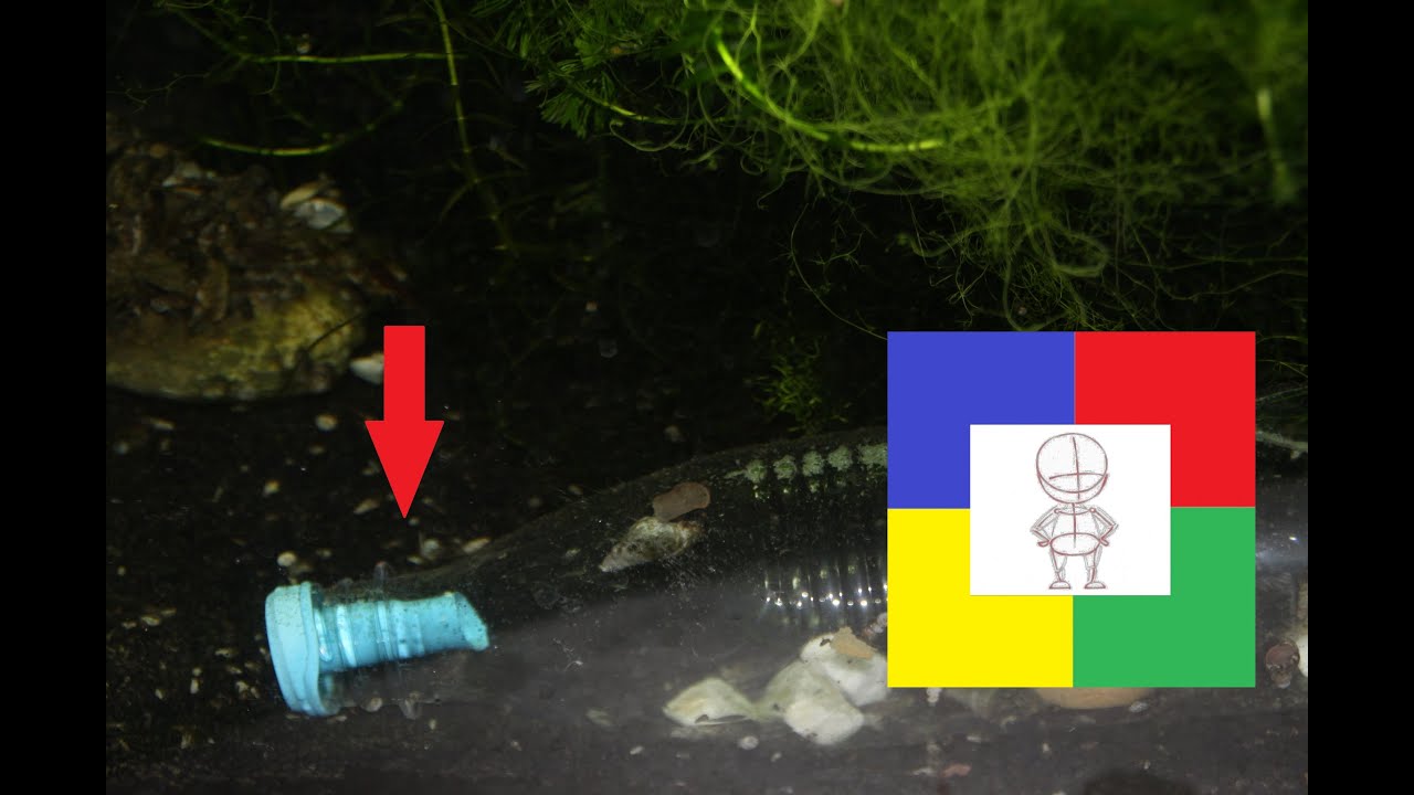 DIY Snail Trap #in 1 min. with the help of a plastic bottle and a balloon#