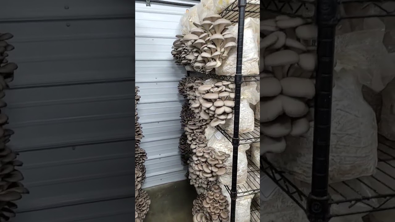Blue Oyster Mushroom Harvest!!