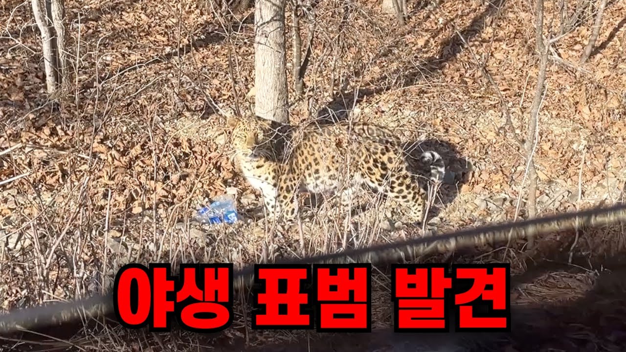 AI아닌 실제상황..버섯따러 산에 들어가야하는데 야생표범이 지키고 있네요.ㅠ