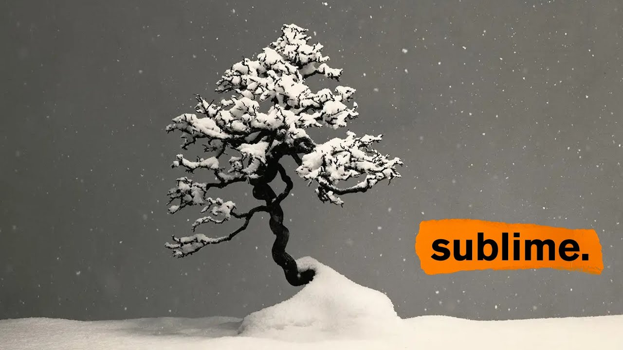 When the photo is better than the bonsai: Yamamoto Masao's bonsai photography