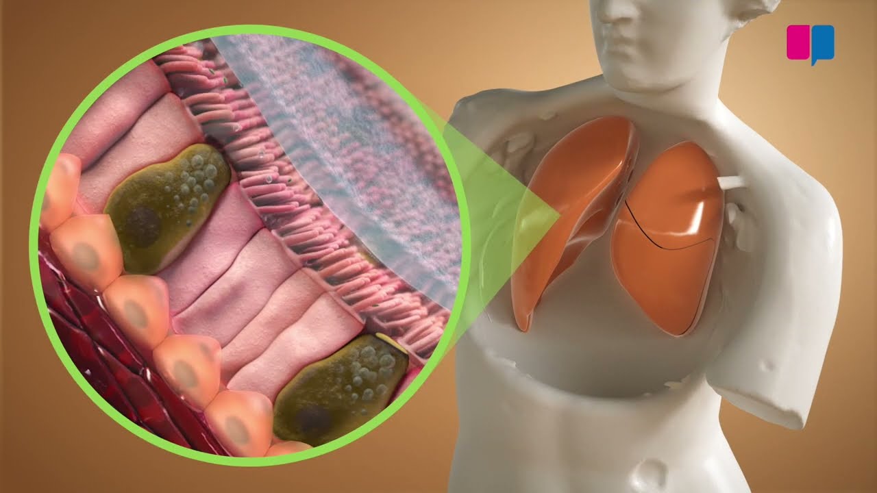 The mini-lung, a breakthrough for lung damage repair (EN subtitles)