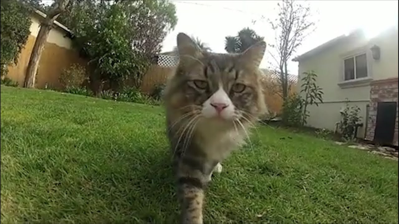 A Tribute to the Great Ones Contest Finalists - Presented by Petco