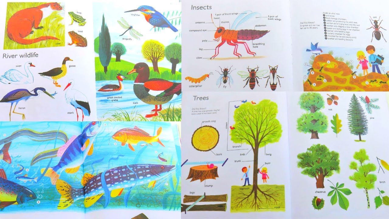 My illustrated encyclopedia by Alain Gree