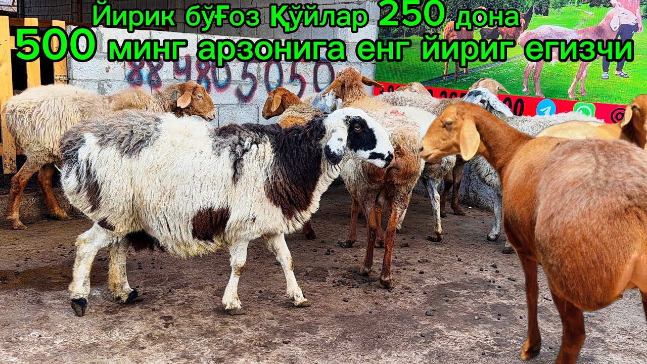 Полвон йирик бўғозлар🔥500 дан арзонига олинг 💵