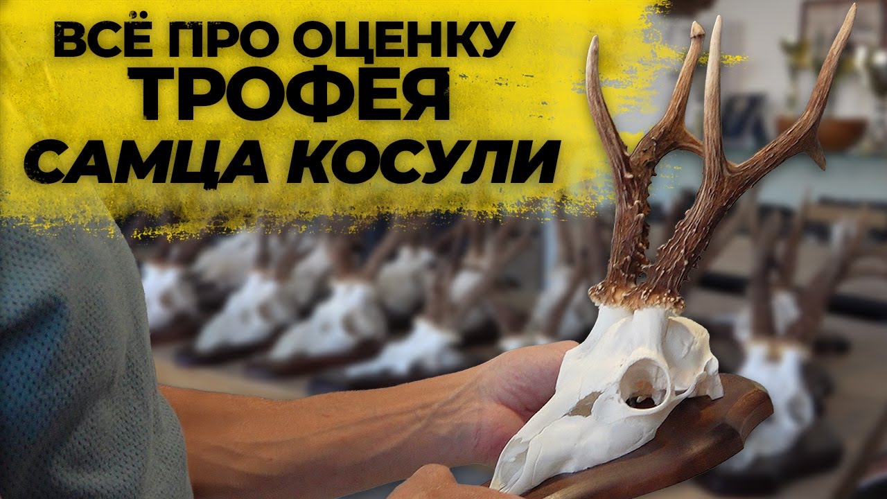 Как выбрать правильный трофей косули? Секреты оценки от эксперта