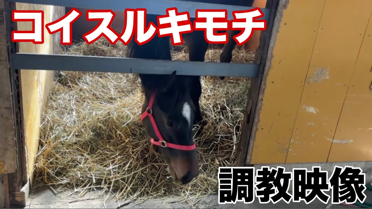 【コイスルキモチ最新映像】競馬場へ入厩間近