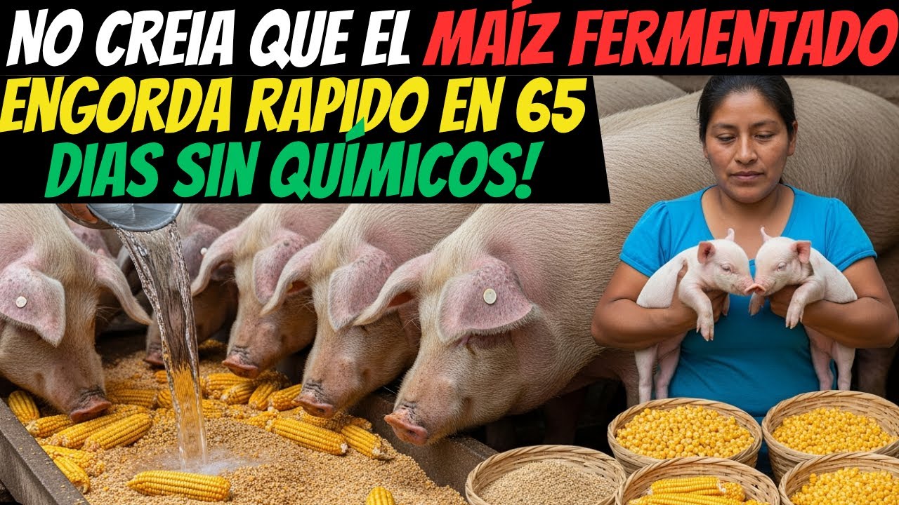 No creia que el Maíz Fermentado causaría que mis 5 cerdos engorda rapido en 65 dias sin químicos!