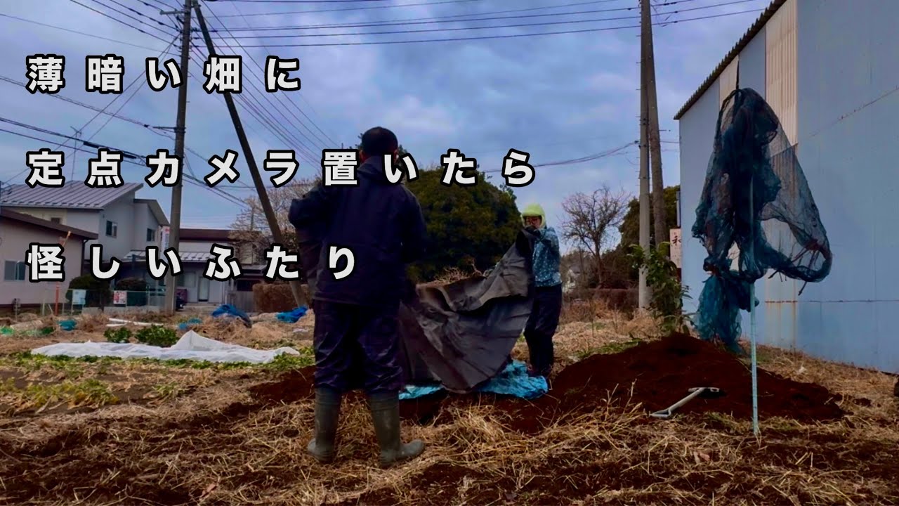 2月の畑はネタがないのでとにかく穴を掘ったよ #畑セラピスト #家庭菜園 #畑づくり #ほったらかし農 