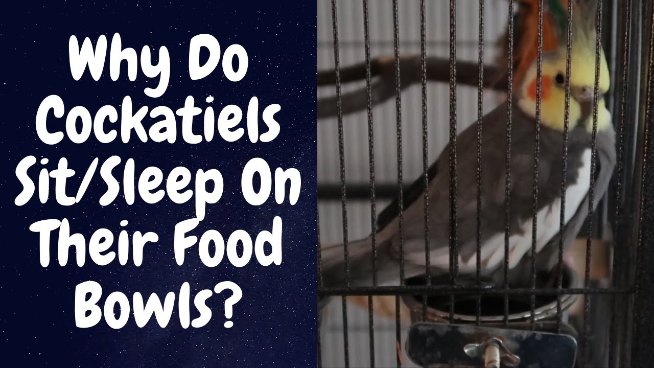 Why Do Cockatiels Sit/Sleep On Their Food Bowls | Parrot Behaviour | TheParrotTeacher